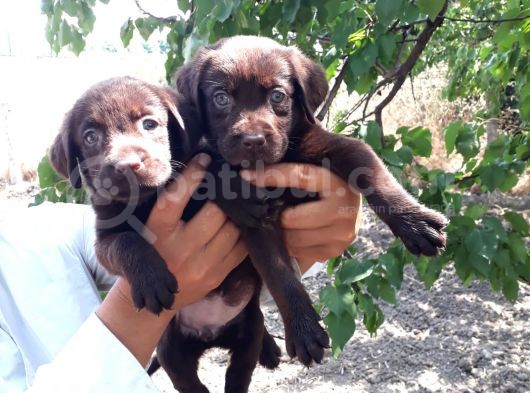 Labrador görsel