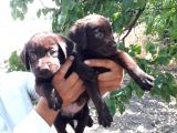 Labrador