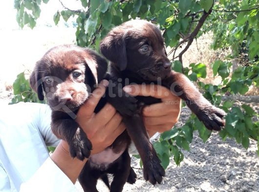 Labrador görsel