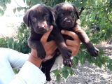 Labrador