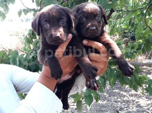 Labrador görsel