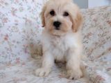 Maltipoo