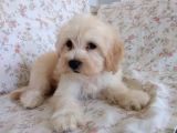 Maltipoo