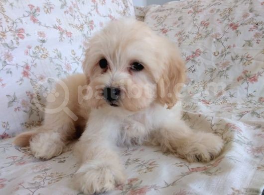 Maltipoo görsel