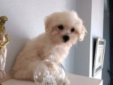 Maltipoo