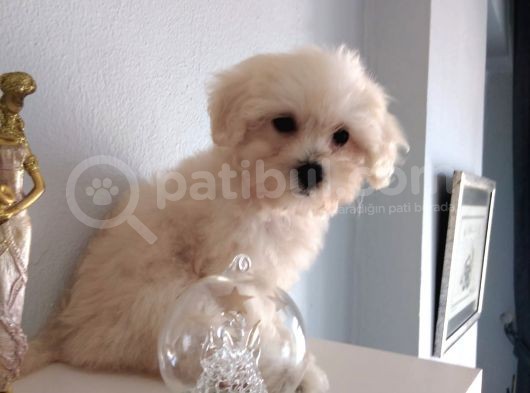Maltipoo görsel