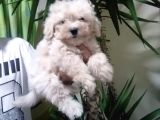 Maltipoo