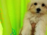 Maltipoo