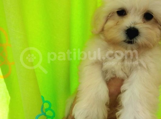Maltipoo görsel