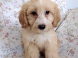 Maltipoo
