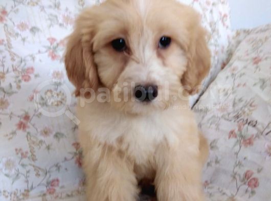 Maltipoo görsel