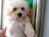 Maltipoo