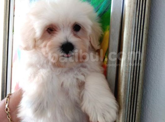 Maltipoo görsel