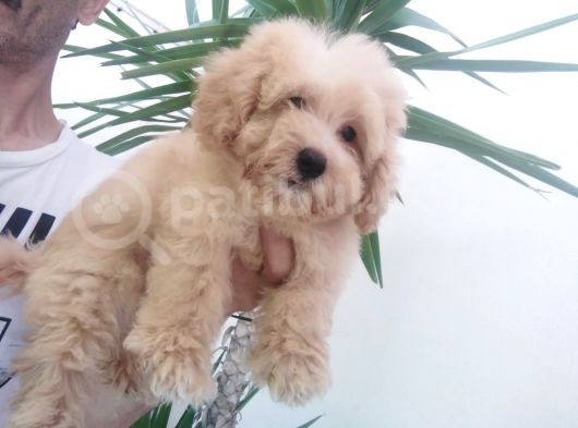 Maltipoo görsel