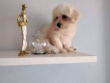 Maltipoo