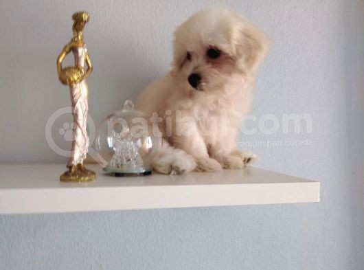 Maltipoo