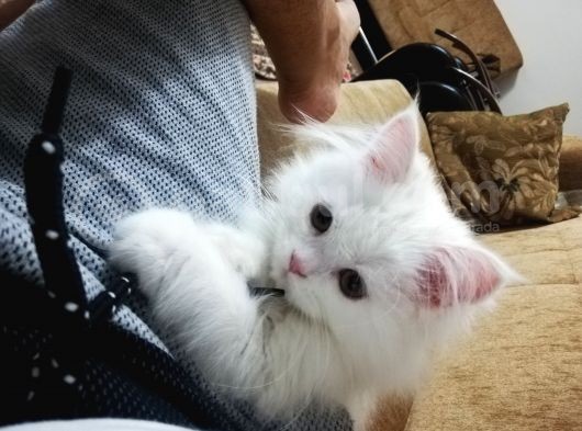 Kar Kadar Beyaz Ve Özel görsel