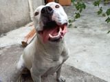 Damızlık Köpeğim Vardır Tam Dost Canlısı Dir