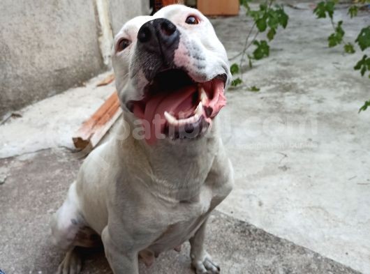 Damızlık Köpeğim Vardır Tam Dost Canlısı Dir görsel