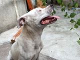 Damızlık Köpeğim Vardır Tam Dost Canlısı Dir