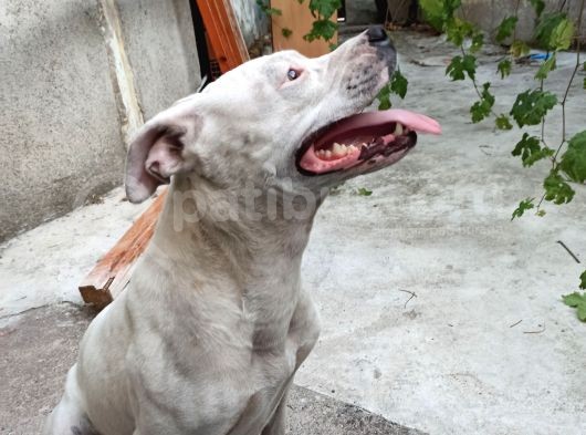 Damızlık Köpeğim Vardır Tam Dost Canlısı Dir görsel