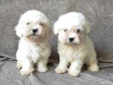 Maltese Bebekler