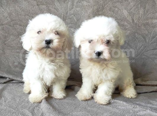 Maltese Bebekler