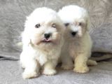 Maltese Bebekler