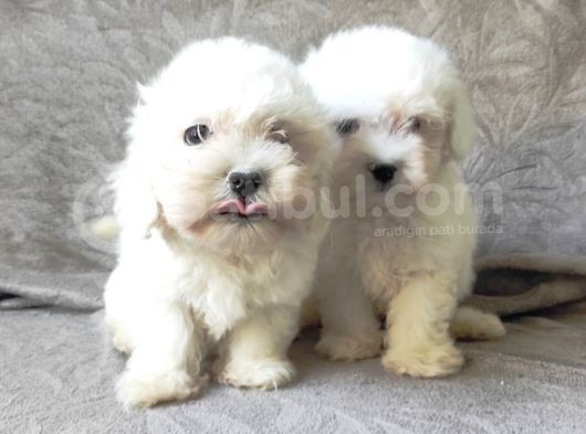 Maltese Bebekler görsel