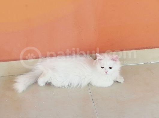 Kar Kadar Beyaz Ve Özel görsel