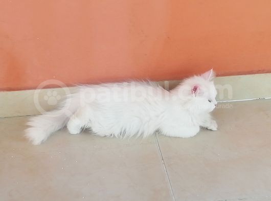 Kar Kadar Beyaz Ve Özel görsel