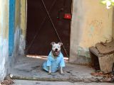 Damızlık Köpeğim Vardır Tam Dost Canlısı Dir