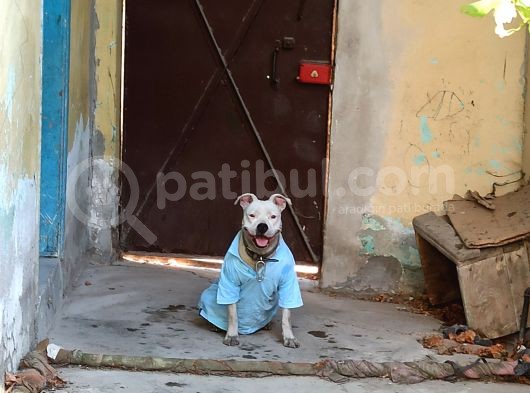 Damızlık Köpeğim Vardır Tam Dost Canlısı Dir görsel
