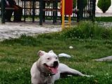 Damızlık Köpeğim Vardır Tam Dost Canlısı Dir