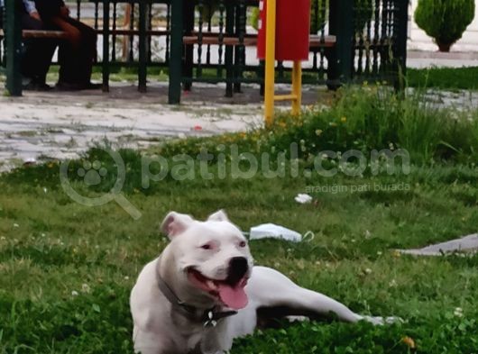 Damızlık Köpeğim Vardır Tam Dost Canlısı Dir