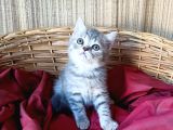 Whiskas Erkek Yavrumuz