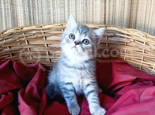 Whiskas Erkek Yavrumuz