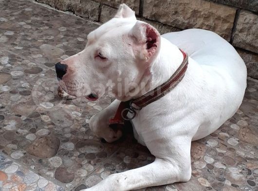 2 Aylik Dogo Argentino Yavrularimiz görsel