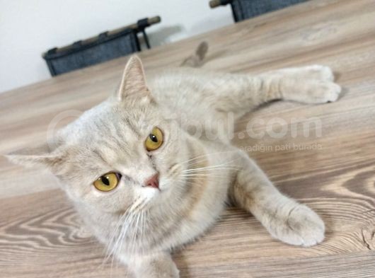 2 Yaşında Dişi Blue Golden görsel
