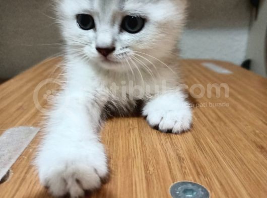 Yakişikli Si̇lver Son 2 Yavrumuz görsel