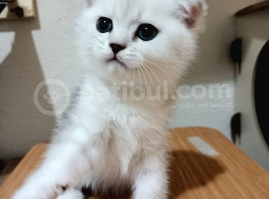 Yakişikli Si̇lver Son 2 Yavrumuz görsel
