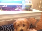 Maltipoo Erkek Yavru