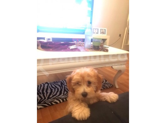 Maltipoo Erkek Yavru