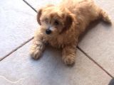 Maltipoo Erkek Yavru