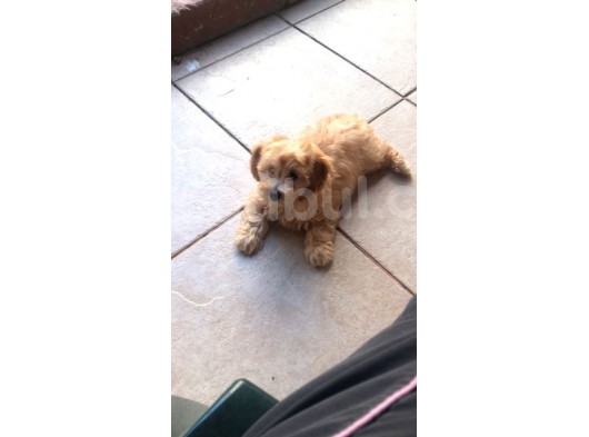 Maltipoo Erkek Yavru görsel