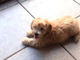 Maltipoo Erkek Yavru