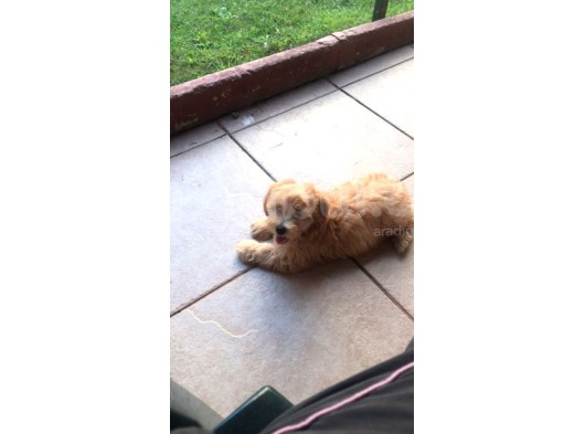 Maltipoo Erkek Yavru görsel