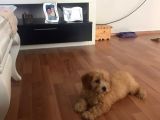 Maltipoo Erkek Yavru
