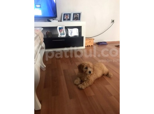 Maltipoo Erkek Yavru görsel