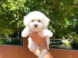 Cocuklarla Anlasabılen  Irk Maltese Terri̇er Yavrularımız